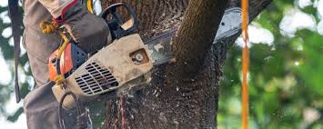 Best Commercial Tree Services  in Orland, CA